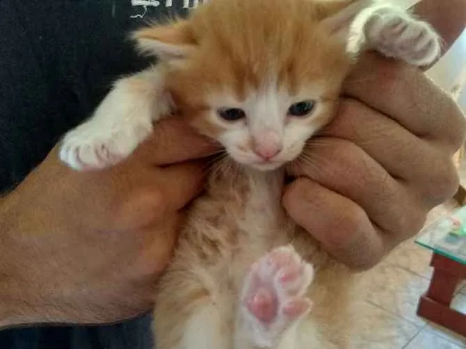 Gato ra a  idade 2 a 6 meses nome  Gatinhos