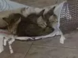  Gatinhos