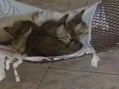 Gato ra a  idade 2 a 6 meses nome  Gatinhos