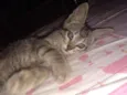  Gatinhos