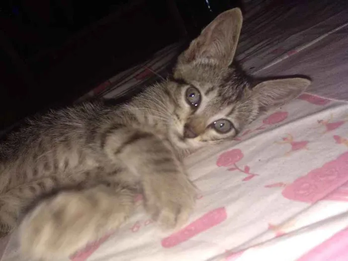 Gato ra a  idade 2 a 6 meses nome  Gatinhos