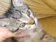  Gatinhos