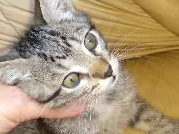 Gato ra a  idade 2 a 6 meses nome  Gatinhos