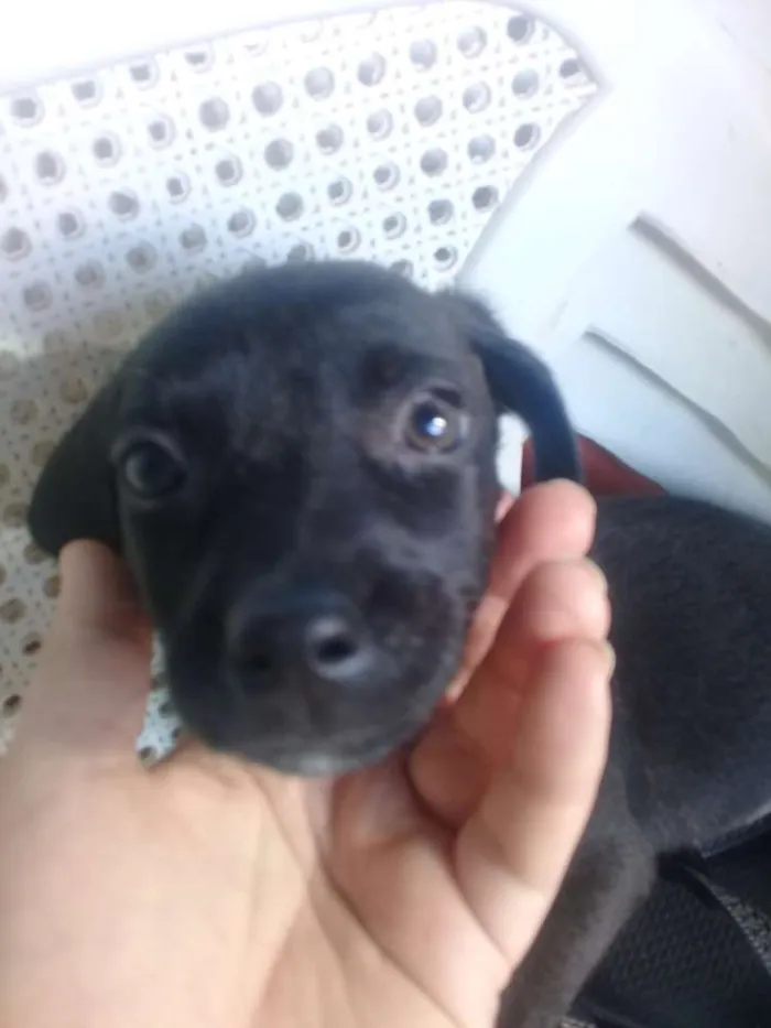Cachorro ra a Vira lata idade Abaixo de 2 meses nome Filhotes 
