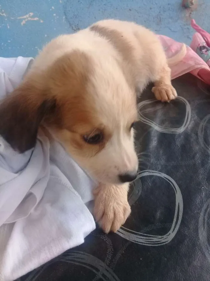 Cachorro ra a Vira lata idade Abaixo de 2 meses nome Filhotes 