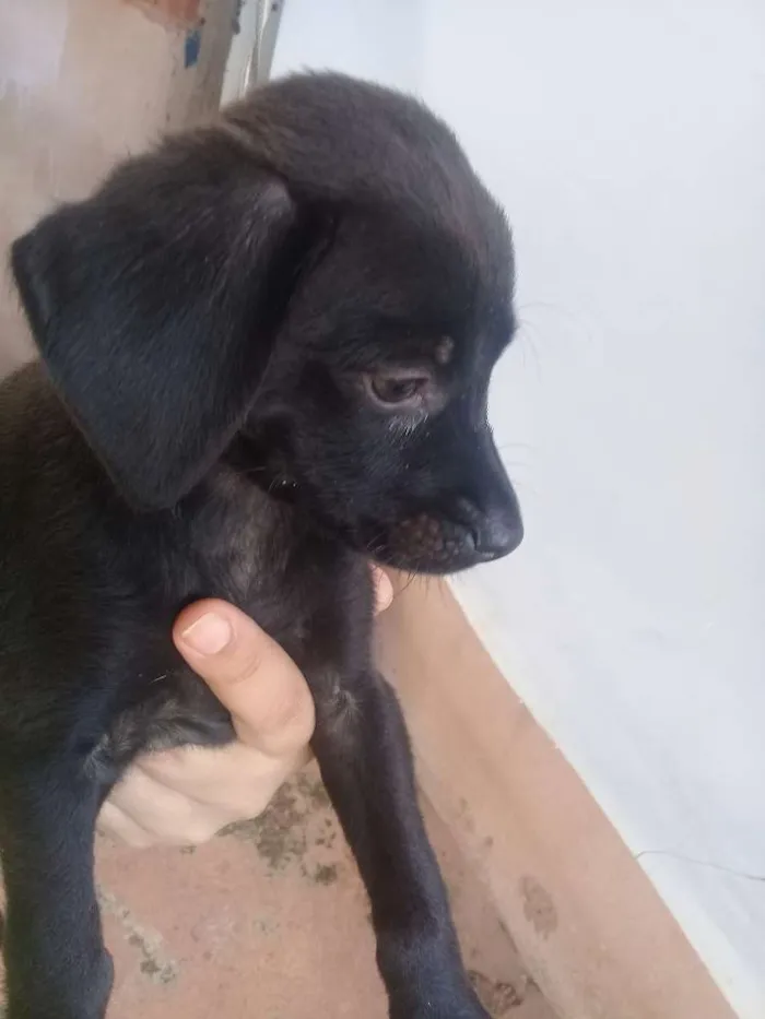 Cachorro ra a Vira lata idade Abaixo de 2 meses nome Filhotes 