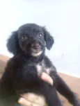 Filhotes 