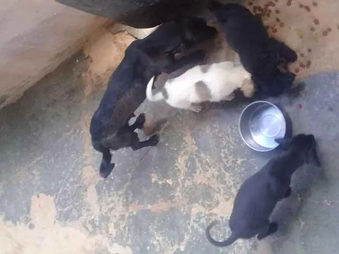 Cachorro ra a Vira lata idade Abaixo de 2 meses nome Filhotes 