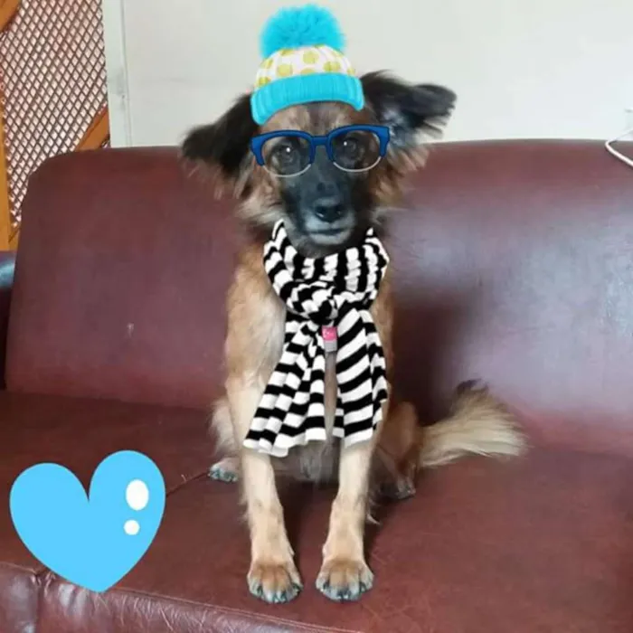 Cachorro ra a SRD idade 2 anos nome Tunico