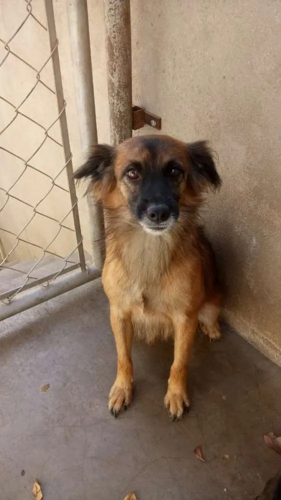 Cachorro ra a SRD idade 2 anos nome Tunico