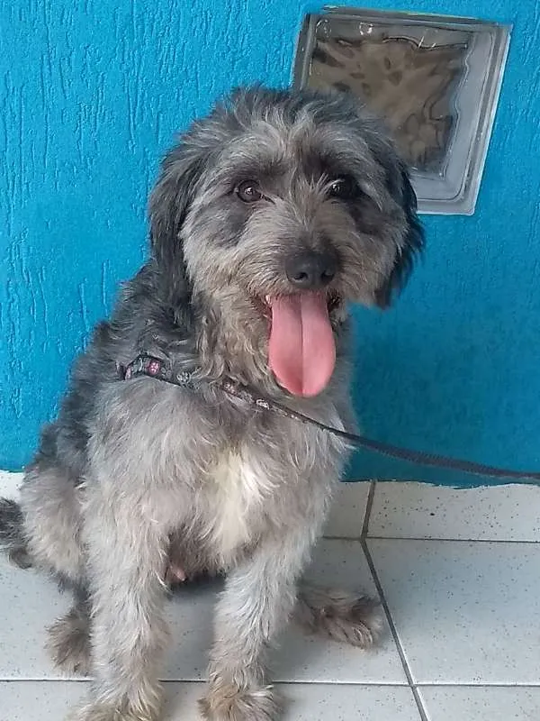 Cachorro ra a Poodle idade 2 anos nome Jimmy