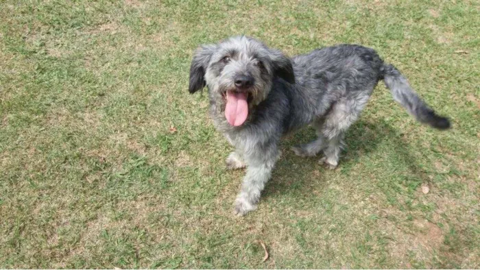 Cachorro ra a Poodle idade 2 anos nome Jimmy