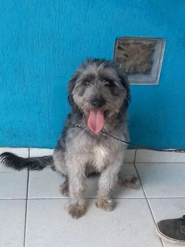 Cachorro ra a Poodle idade 2 anos nome Jimmy