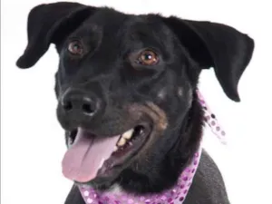 Cachorro raça mix de labrador idade 2 anos nome bella