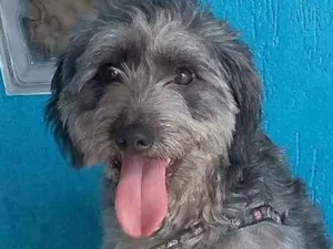 Cachorro raça Poodle idade 2 anos nome Jimmy
