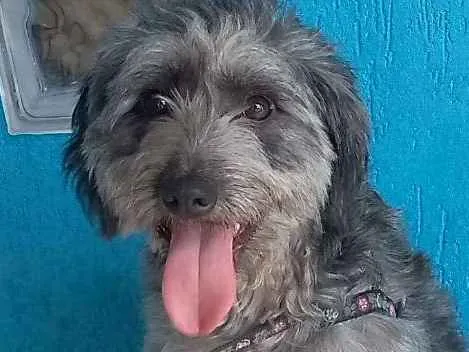 Cachorro ra a Poodle idade 2 anos nome Jimmy