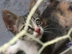 Gato raça SRD idade 2 a 6 meses nome Amora