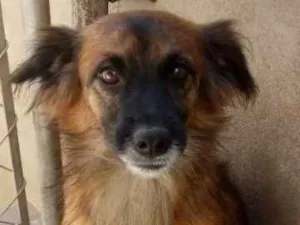 Cachorro raça SRD idade 2 anos nome Tunico