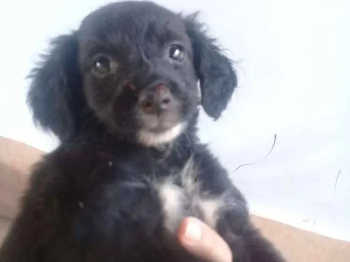 Cachorro ra a Vira lata idade Abaixo de 2 meses nome Filhotes 