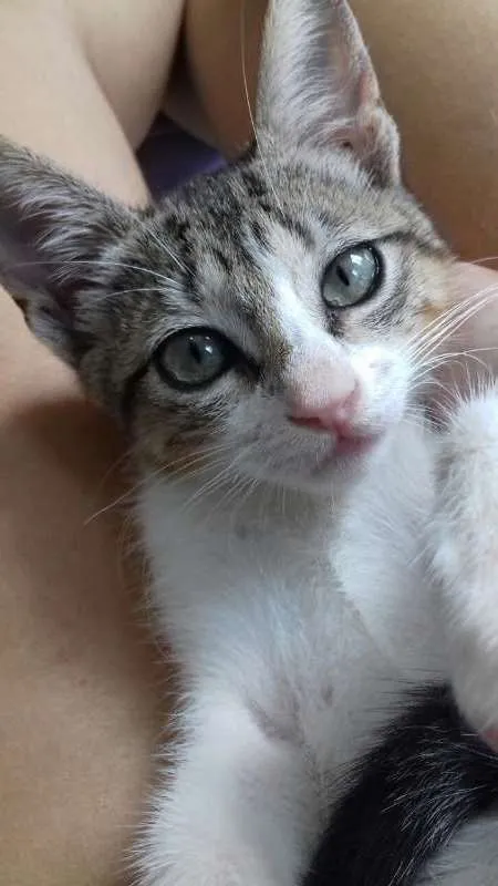 Gato raça srd idade Abaixo de 2 meses nome Nino