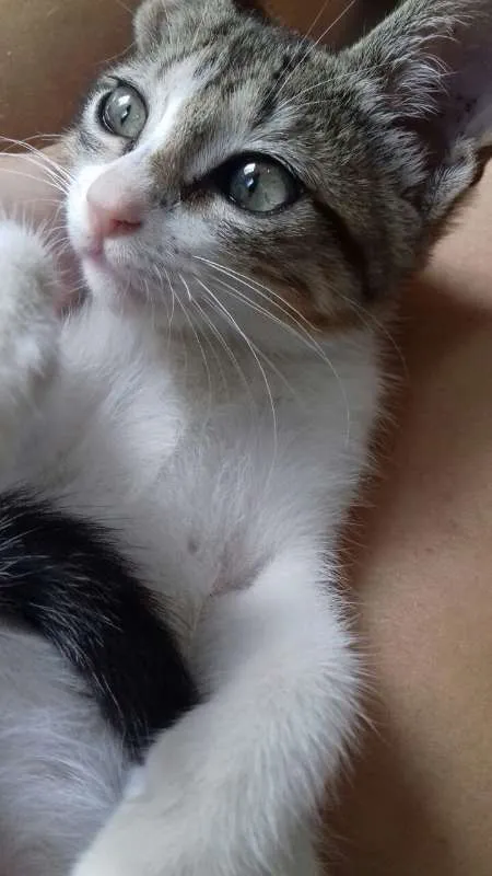 Gato raça srd idade Abaixo de 2 meses nome Nino