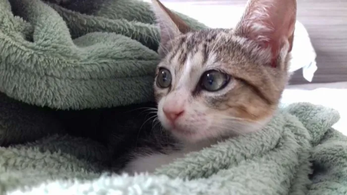 Gato raça srd idade Abaixo de 2 meses nome Nino