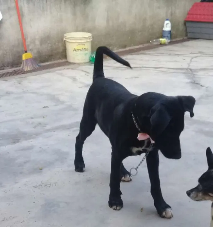 Cachorro ra a srd idade  nome Brigite