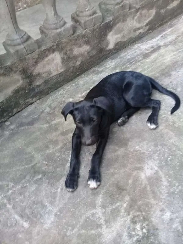 Cachorro ra a srd idade  nome Brigite