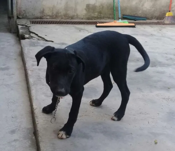 Cachorro ra a srd idade  nome Brigite