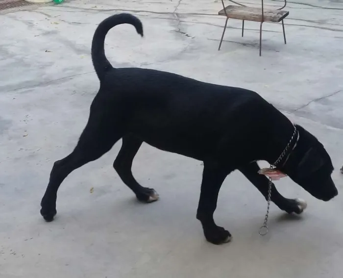 Cachorro ra a srd idade  nome Brigite