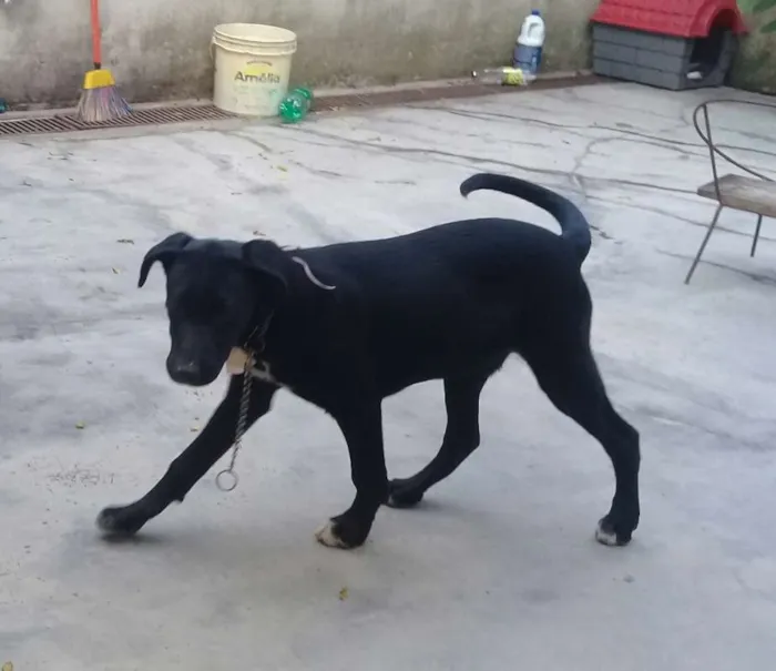 Cachorro ra a srd idade  nome Brigite