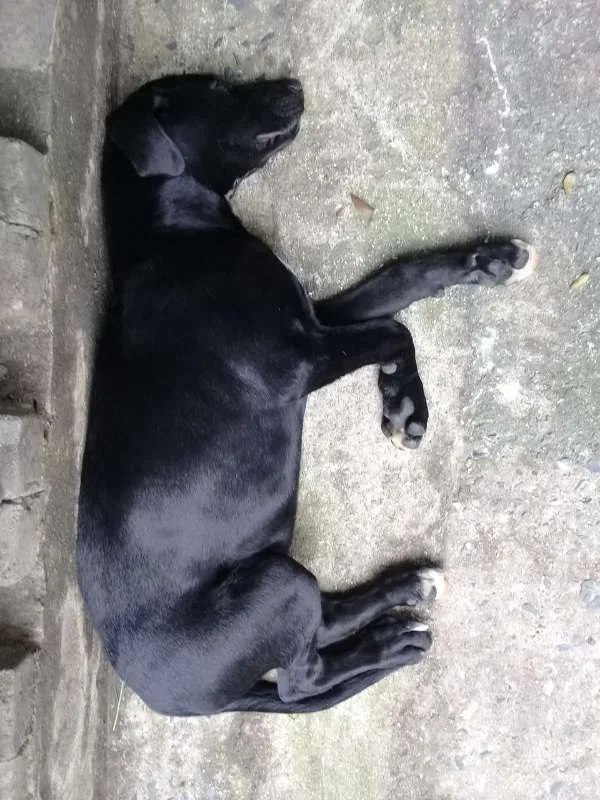 Cachorro ra a srd idade  nome Brigite