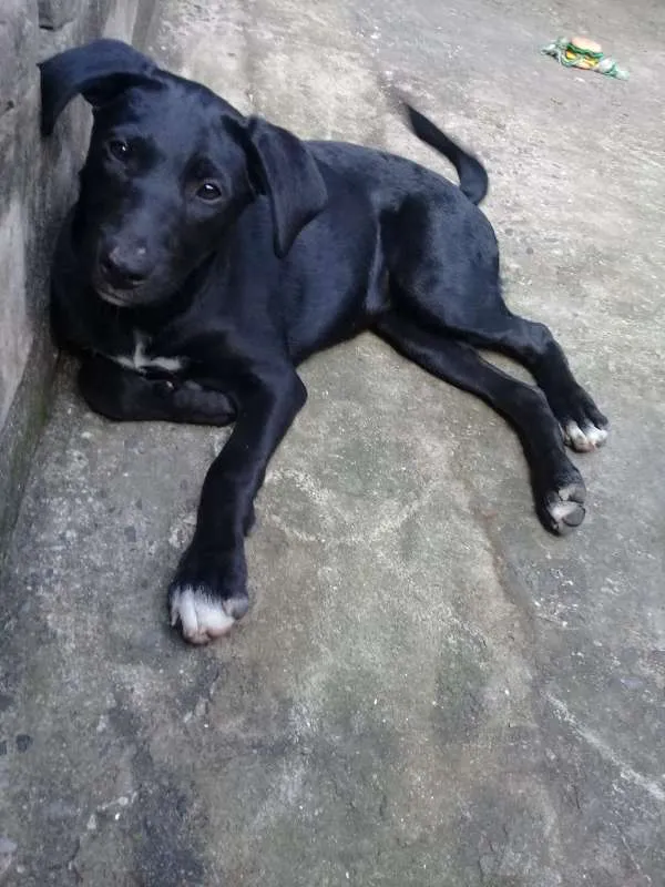 Cachorro ra a srd idade  nome Brigite
