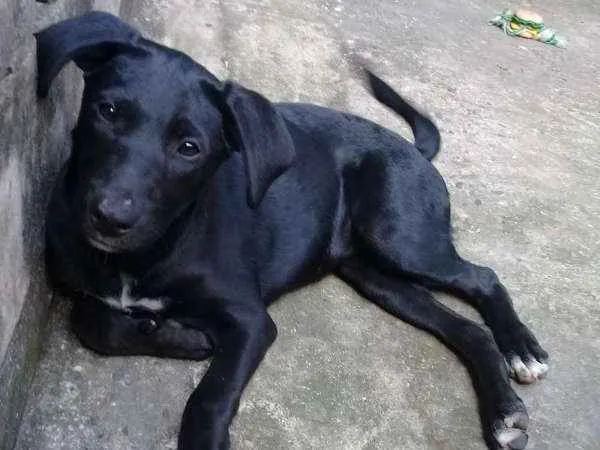 Cachorro ra a srd idade  nome Brigite