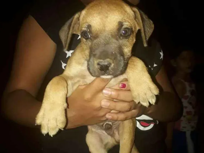 Cachorro ra a não identificada  idade 2 a 6 meses nome Sem nome