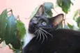 FELIX