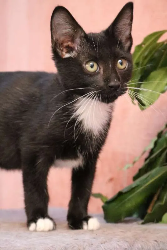Gato ra a srd idade  nome FELIX