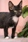 FELIX