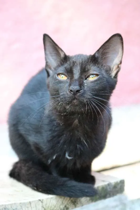 Gato ra a srd idade 2 a 6 meses nome Gabriela