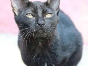Gato raça srd idade 2 a 6 meses nome Gabriela