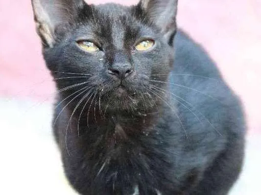 Gato ra a srd idade 2 a 6 meses nome Gabriela