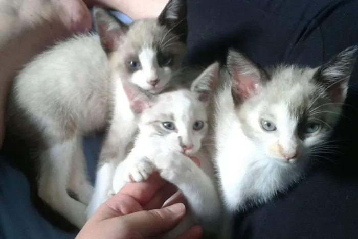 Gato ra a Mestiços siames  idade 2 a 6 meses nome Irmãzinhos
