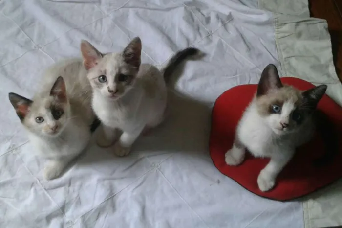 Gato ra a Mestiços siames  idade 2 a 6 meses nome Irmãzinhos