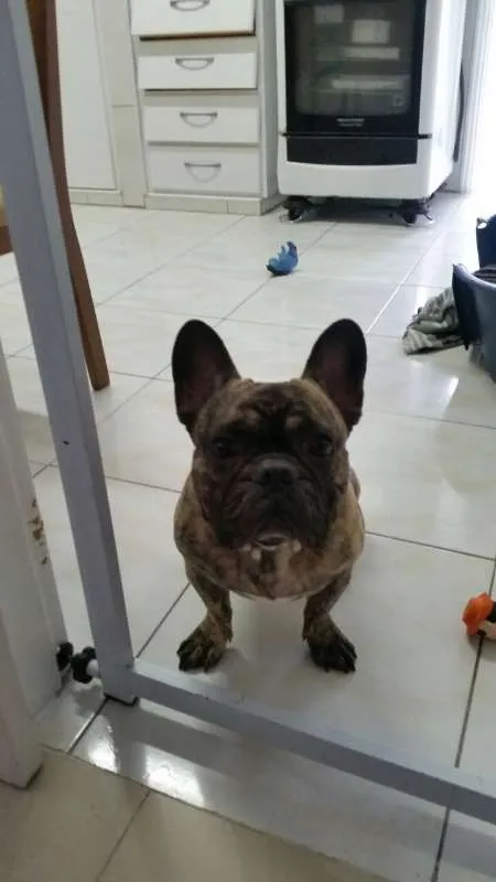 Cachorro ra a Bulldog Frances idade 5 anos nome Teco
