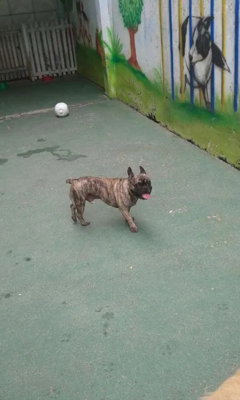 Cachorro ra a Bulldog Frances idade 5 anos nome Teco