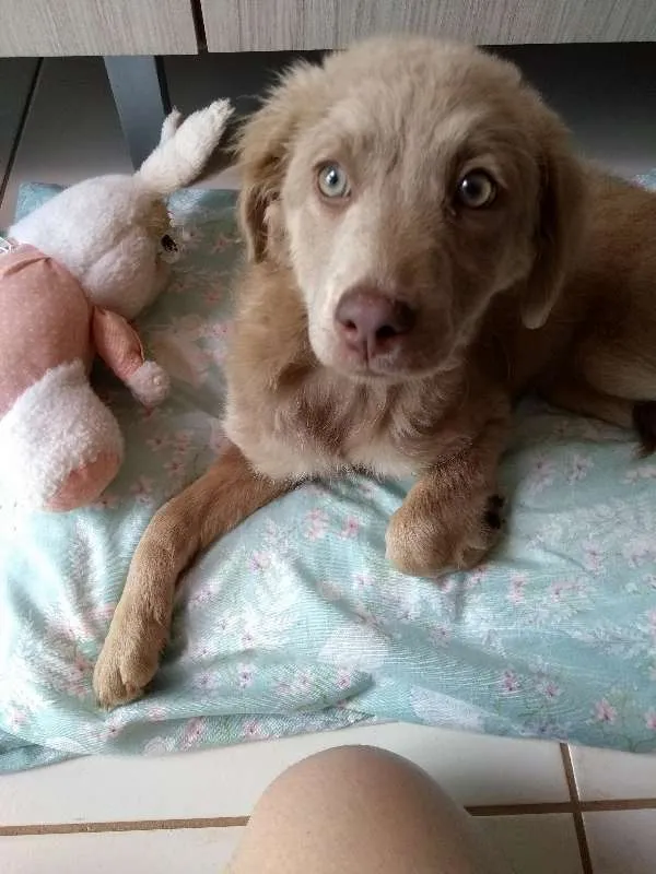 Cachorro ra a não sei  idade 2 a 6 meses nome sem nome