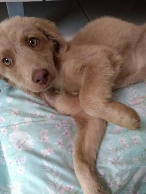 Cachorro ra a não sei  idade 2 a 6 meses nome sem nome