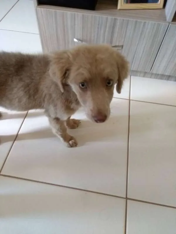 Cachorro ra a não sei  idade 2 a 6 meses nome sem nome