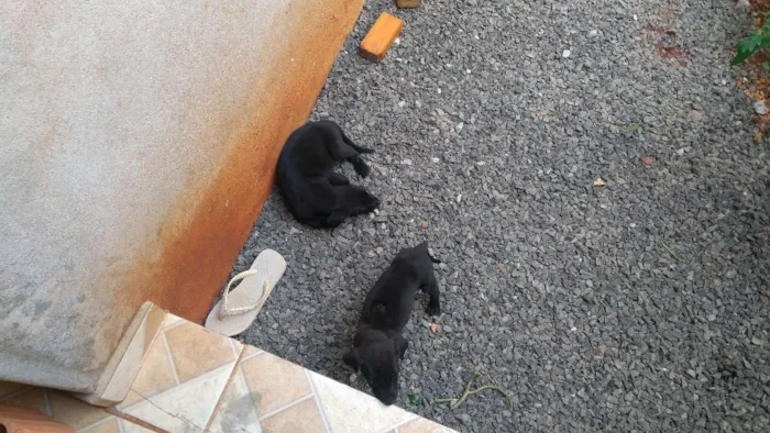 Cachorro ra a Indefinida idade 2 a 6 meses nome Sem nome