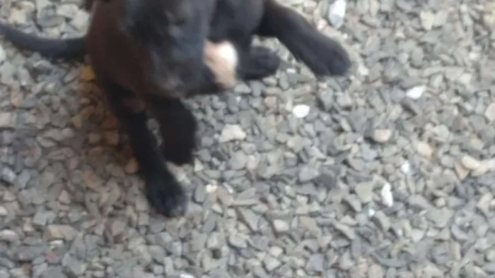 Cachorro ra a Indefinida idade 2 a 6 meses nome Sem nome